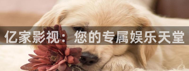 手机午夜电影网：亿家影视：您的专属娱乐天堂