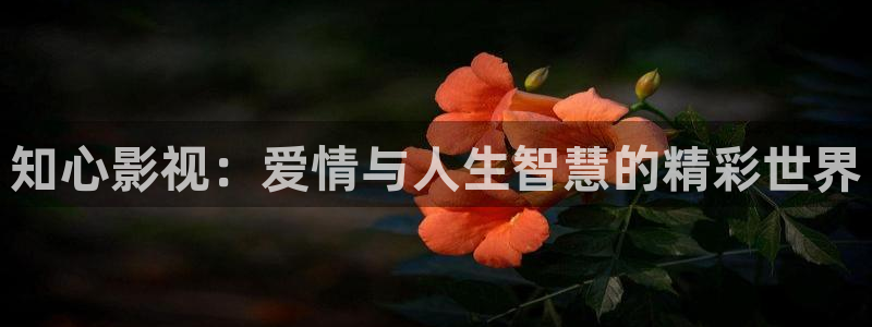 秋霞午夜在线视频